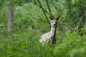 European Roe Deer (Capreolus capreolus)
