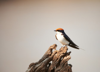 Wire-tailed Swallow (Hirundo smithii)