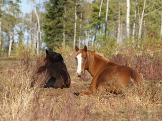 Obraz premium Dösende Pferde in Kanada