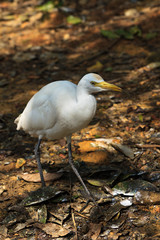 White cattle egret bird on the ground