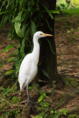 White cattle egret bird on the ground