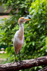 White cattle egret bird ona fence