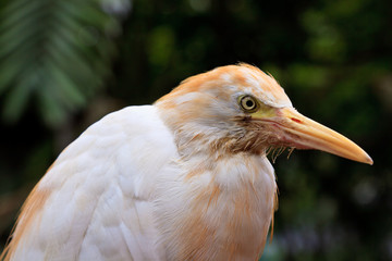 White cattle egret bird in close up