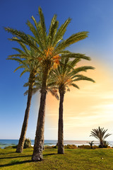 Naklejka na ściany i meble Plaża z palmami