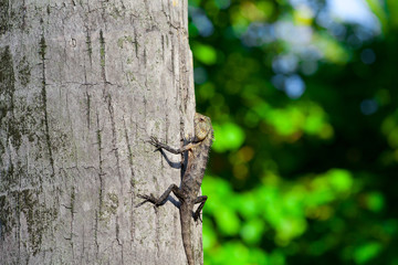 Little dragon