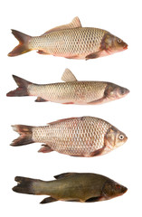 River fish collection isolated on white