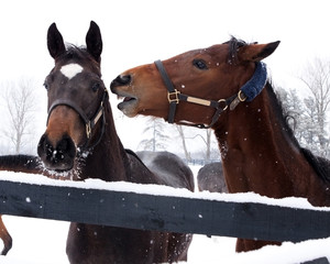 Gossip