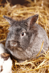 Osterhase