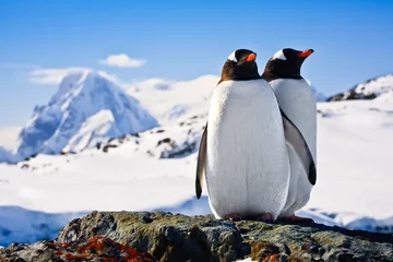 Stickers pour porte Pingouin Deux pingouins