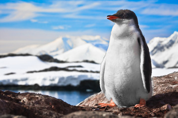 Obraz premium penguin on the rocks