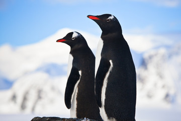 penguins dreaming  on a rock