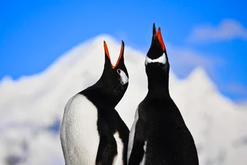 Rolgordijnen Penguins singing © Goinyk