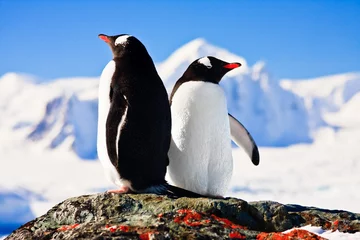 Foto op Plexiglas Two penguins © Goinyk