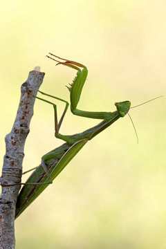 Amantide religiosa