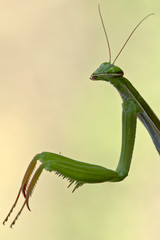 Amantide religiosa