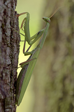 Amantide religiosa
