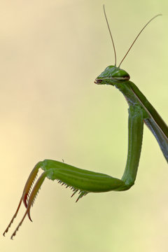 Amantide religiosa