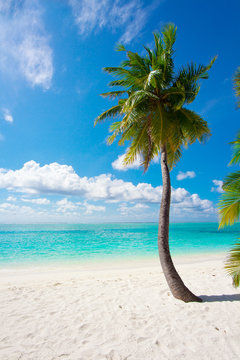 Holiday Paradise