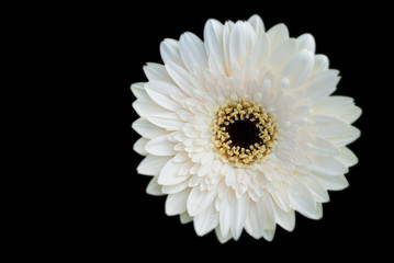 white flower isolate