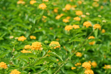 yellow lantana.