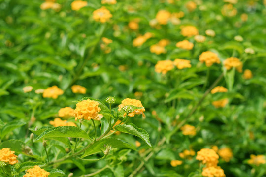 Yellow Lantana.