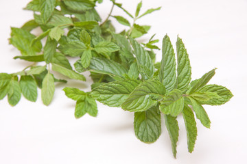 green fresh peppermints isolated on white