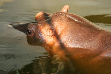 Hippopotamus at Dusit zoo in Bangkok, Thailand.