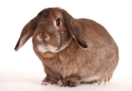 Osterhase