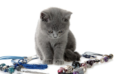 British gray kitten about a beads , isolated.