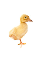 yellow duck on a white background .