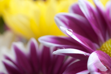 Beautiful spring flowers - chrysanthemum .