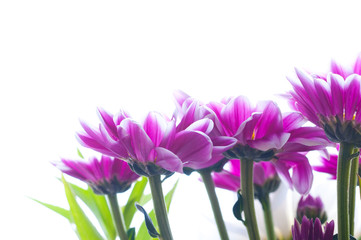 Beautiful spring flowers - chrysanthemum .