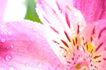 Fototapeta na wymiar Alstroemeria/ Flower