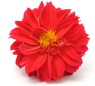 Beautiful Red Dahlia Isolated on White Background