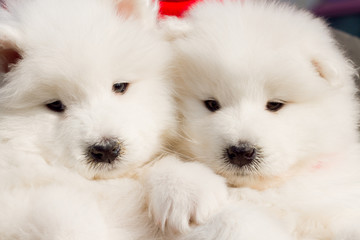 Samoyed