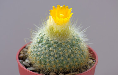 Blooming cactus