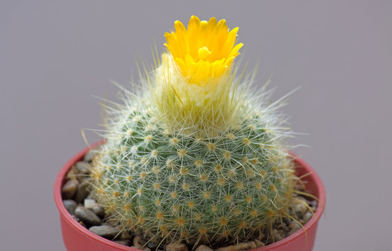 Blooming cactus