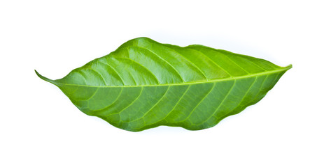 Fototapeta na wymiar green leaf isolated on a white