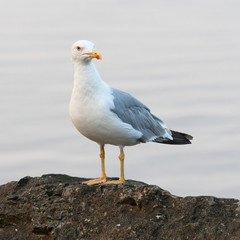 Fototapeta premium Seagull standing on a rock by the sea