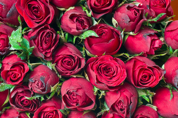 Big bunch of red roses