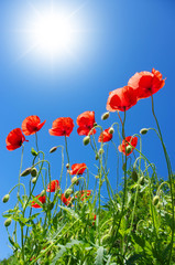 poppies in sunny day