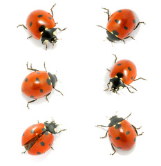 Ladybug