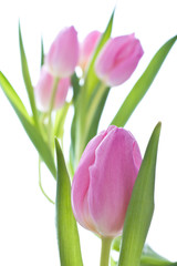 pink tulips