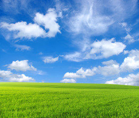 Obraz premium field