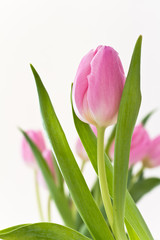 pink tulips