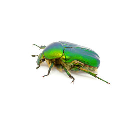 Fototapeta premium Green beetle