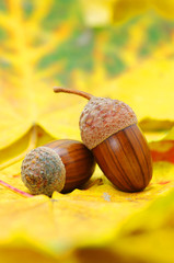 acorns