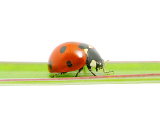 ladybug