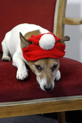 Weihnachtshund