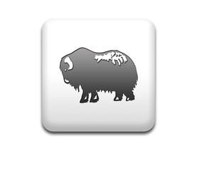 Boton cuadrado blanco buey almizclero